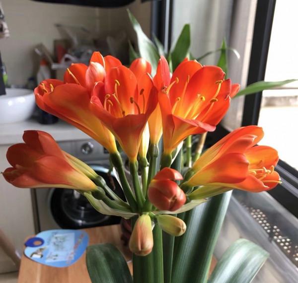 8種“富貴花”，適合放家裡，價格便宜“顯高檔”，關鍵還好養