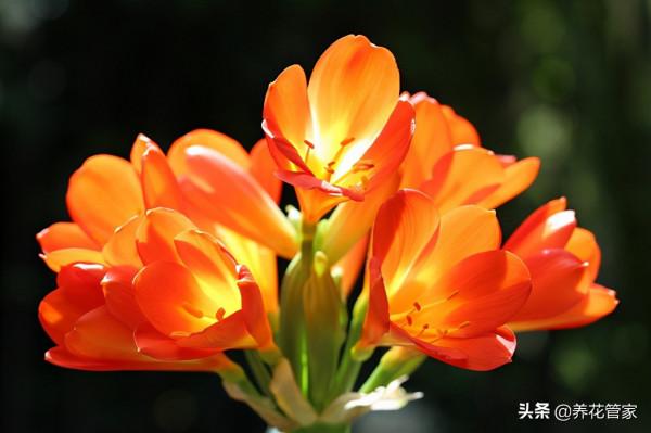 十種寓意“招財”的植物,養一盆2022運氣好起來 十種寓意“招財”的植物,養一盆2022運氣好起來