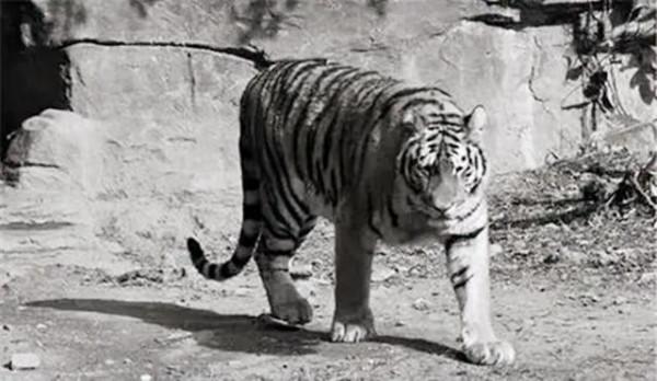 50年代湖南“百虎圍村”,10年間2000多人慘死虎口,究竟有何緣由 50年代湖南“百虎圍村”,10年間2000多人慘死虎口,究竟有何緣由