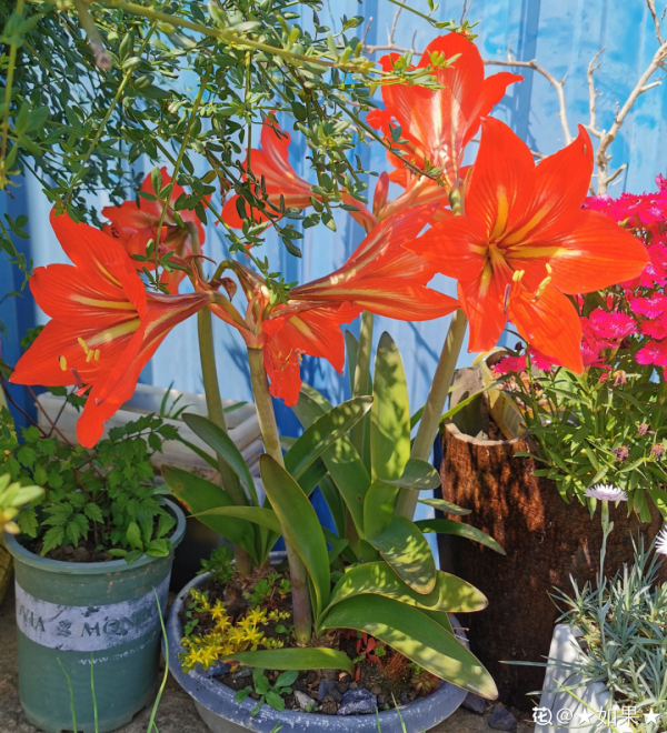 缺德商販，把“綠化草”包裝成“進口花”來賣，上當的人真不少