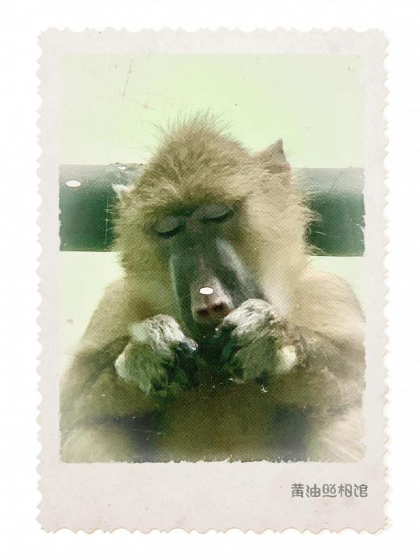 它們其實比你想象的更聰明