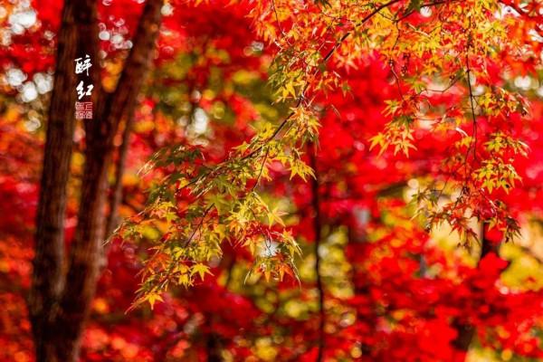 如此美豔！這裡的“楓”景值得去打卡