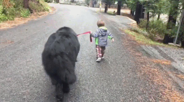 狗狗抗凍排行榜:最“耐寒”的6種狗,冬天簡直是它們的“天堂” 狗狗抗凍排行榜:最“耐寒”的6種狗,冬天簡直是它們的“天堂”