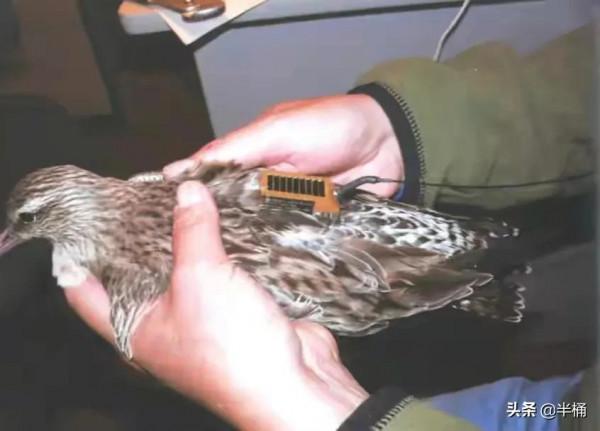 不吃不喝，持續飛行11天橫跨太平洋，斑尾塍鷸為啥這麼能飛？