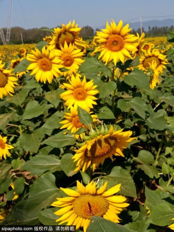 金秋去哪看向日葵花海?這三處強推!有的還能露營~ 金秋去哪看向日葵花海?這三處強推!有的還能露營~