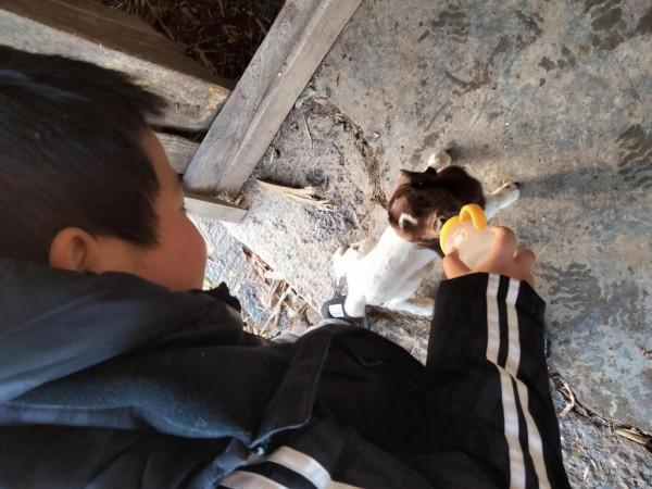 剛出生三天的小奶羊萌化了