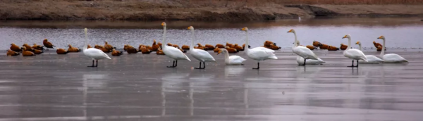 宅家“雲遊”草湖溼地,林草人帶您一起去觀鳥 宅家“雲遊”草湖溼地,林草人帶您一起去觀鳥