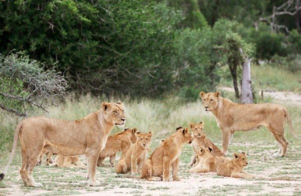 「血獅子」矛盾黃昏：南非禁止的獅子養殖產業鏈