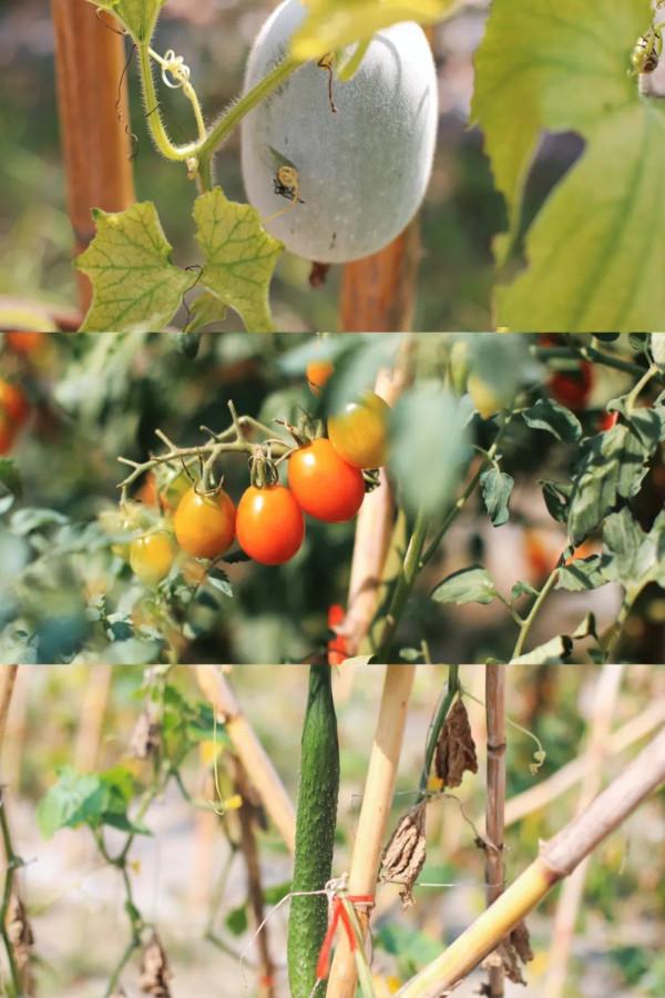 離上海一小時!夏日休閒度假,感受水鄉生活,這份攻略太貼心了 離上海一小時!夏日休閒度假,感受水鄉生活,這份攻略太貼心了