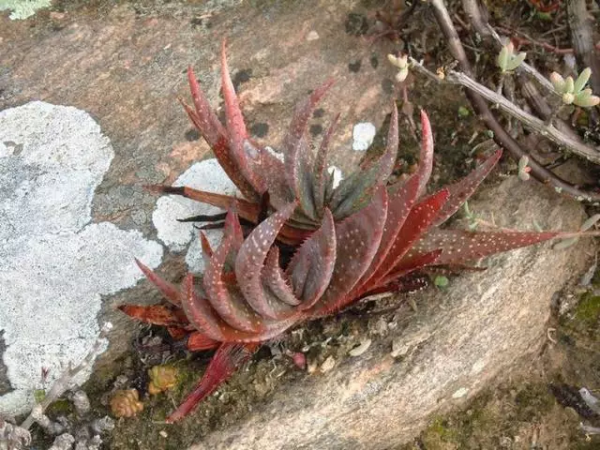 世界那麼大，多肉那麼美，我們一起去看看吧 | 南非多肉欣賞