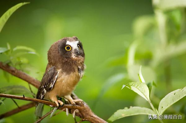 世界上最可愛的鳥，融化你的心