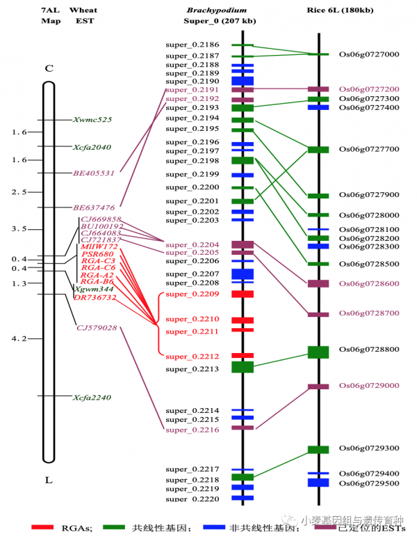 野生二粒小麥抗白粉病基因MlIW172