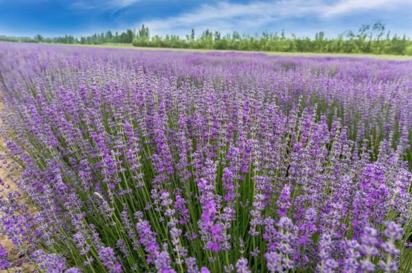 去了北疆才知道，中國有多大；去了南疆才知道，中國有多美
