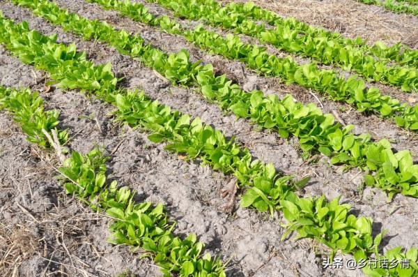 誰說現在種菜晚,這三種蔬菜秋分前後種植正好,南北都能種 誰說現在種菜晚,這三種蔬菜秋分前後種植正好,南北都能種