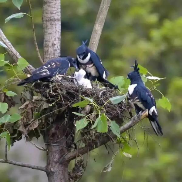 分享圖片動物界的美好時光