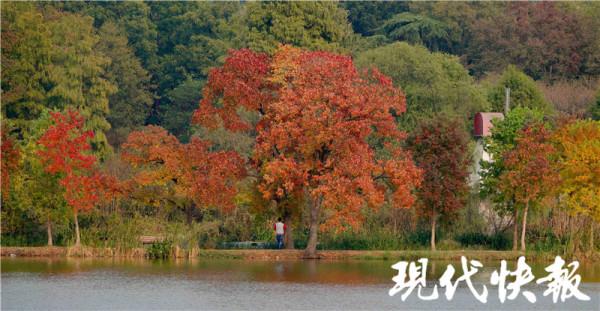 前湖月牙堤波光倒影,暈染南京斑斕秋色 前湖月牙堤波光倒影,暈染南京斑斕秋色