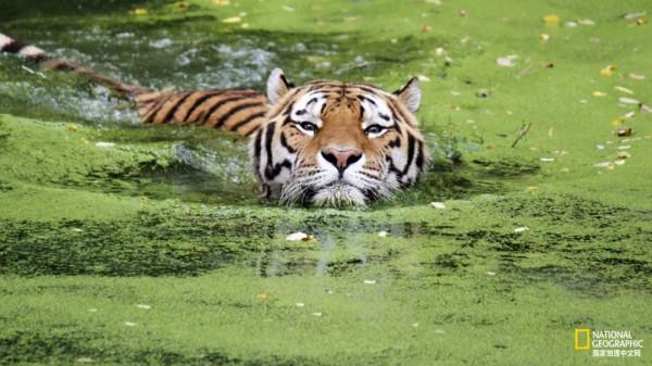 老虎不能經常洗，會掉色&lpar;shǎi&rpar;