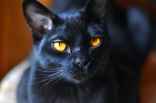 盤點壽命最長的貓咪,快來看看你家貓咪有沒有上榜 盤點壽命最長的貓咪,快來看看你家貓咪有沒有上榜