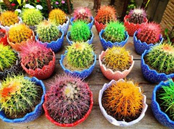 春節前逛花市，新手買花&OpenCurlyDoubleQuote;易被騙&rdquo;，避開7種花，才能不吃虧