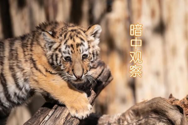 雲南這組&OpenCurlyDoubleQuote;萌&rdquo;虎表情包，快轉發收藏