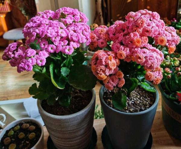 “不易死”的5種花，吉祥又大氣，少管“控水”才能開成大花球