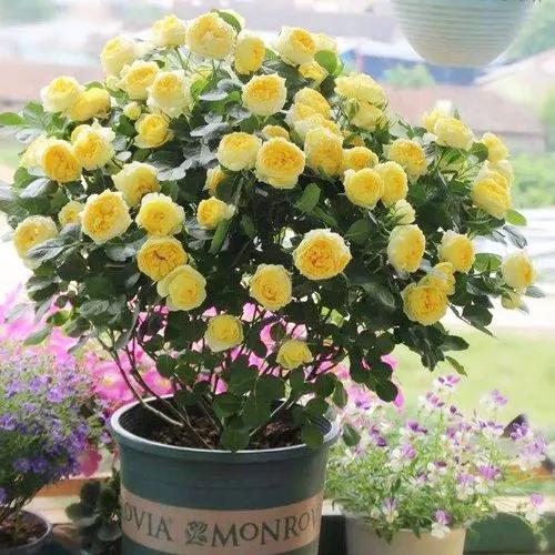 用最好養的花裝最溫馨的家