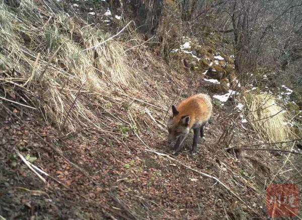 栗子坪國家級自然保護區拍到多種珍稀野生動物