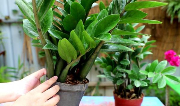 養金錢樹盆栽，現在做好4點，長得茂盛，葉子油綠光亮