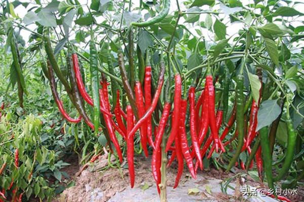 3分鐘學會辣椒育苗,幾粒種子,4個月後辣椒結滿枝頭 3分鐘學會辣椒育苗,幾粒種子,4個月後辣椒結滿枝頭