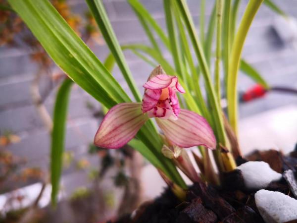 紅花荷瓣春蘭今春開花了