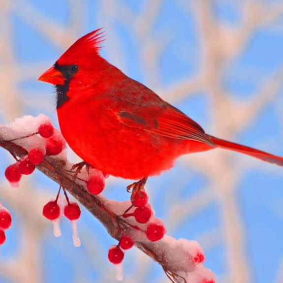 自然界的紅色精靈！一種是遊戲角色原型，一個是高雅“貴婦”