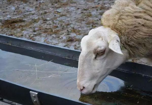 俗話說“養羊清潔不到位,掉膘生病兩行淚”是什麼意思? 俗話說“養羊清潔不到位,掉膘生病兩行淚”是什麼意思?