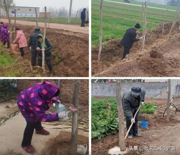 秋季栽種樹木要比春季栽種樹木更容易成活!你知道為什麼嗎? 秋季栽種樹木要比春季栽種樹木更容易成活!你知道為什麼嗎?