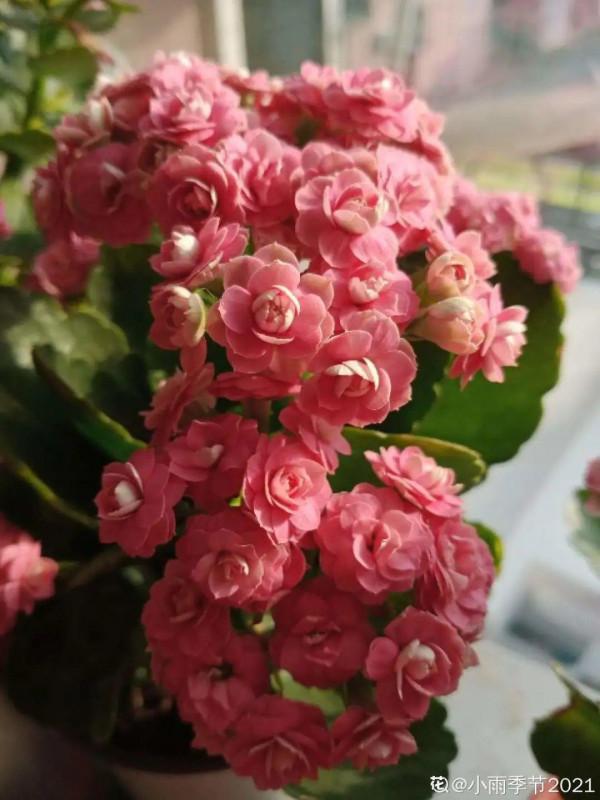 10種旺運花，一個月內要漲價，現在趕緊買