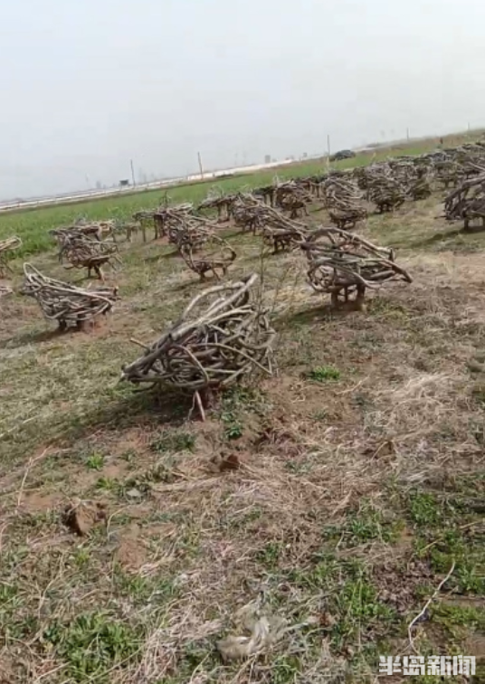 百味人生|桃園結“椅”!15年,他在地裡種出700把椅子!萊西果農這項絕活還拿下了國家專利 百味人生|桃園結“椅”!15年,他在地裡種出700把椅子!萊西果農這項絕活還拿下了國家專利