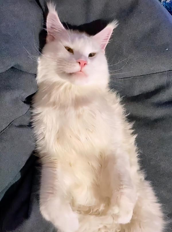 俄羅斯貓咪不到2歲體重卻有24斤，還會繼續長！真&quot&semi;溫柔巨人&quot&semi;