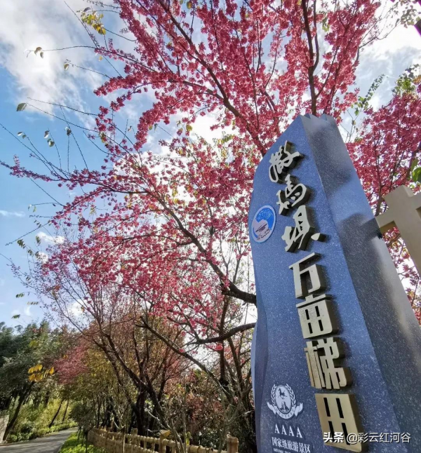 美美美!撒瑪壩冬櫻花唯美綻放 賞櫻正當時 美美美!撒瑪壩冬櫻花唯美綻放 賞櫻正當時