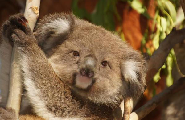 澳洲考拉陷絕種危機!衣原體強襲,染上恐失明、不孕 澳洲考拉陷絕種危機!衣原體強襲,染上恐失明、不孕