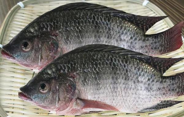 讓國人頭疼75年的羅非魚，因肉質粗糙遭嫌棄，為何美國大量進口？