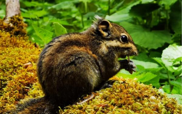 「鄧生溝」走進原始叢林·找尋秋的蹤跡 「鄧生溝」走進原始叢林·找尋秋的蹤跡