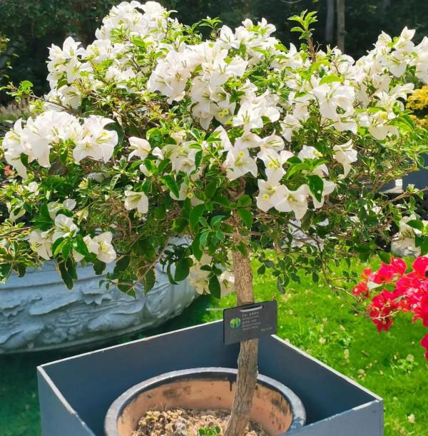 觀賞精品杜鵑 觀賞精品杜鵑