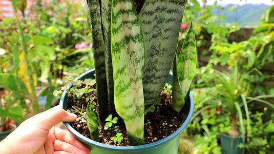 6種“懶人花”，看著很普通，養著很“實惠”，養得越久越覺得好