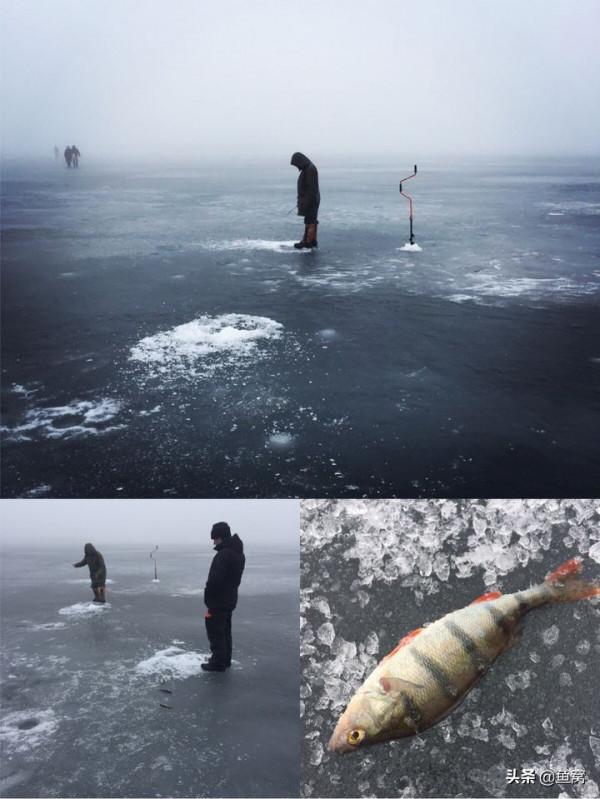 五道黑,為什麼國內釣的很少,而老外卻玩的很嗨? 五道黑,為什麼國內釣的很少,而老外卻玩的很嗨?