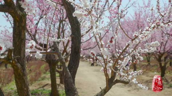 客自北方來，駐足在梅城