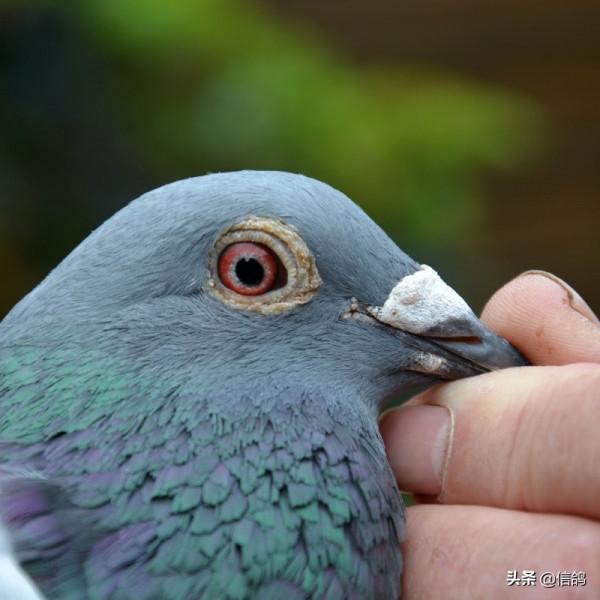 幼鴿開家操作大家都知道，但這些注意事項，沒有人會告訴你