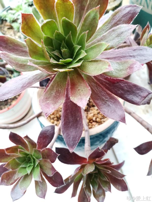 綠羊絨有股“臭襪子”味,養在家裡很“頭疼”,想趕緊丟掉 綠羊絨有股“臭襪子”味,養在家裡很“頭疼”,想趕緊丟掉