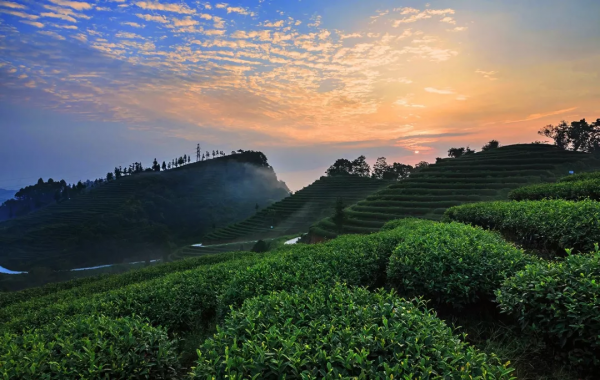 明前茶：煙雨江南最極致的美