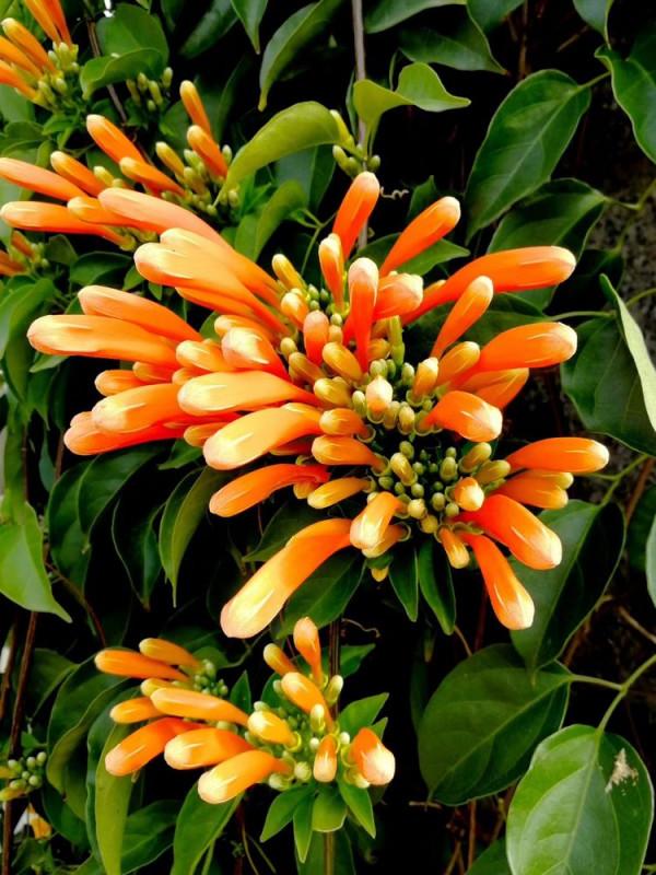 北海散記之花卉篇（下）