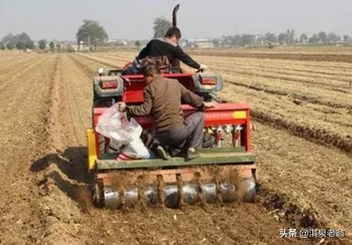 小麥地下害蟲防治策略