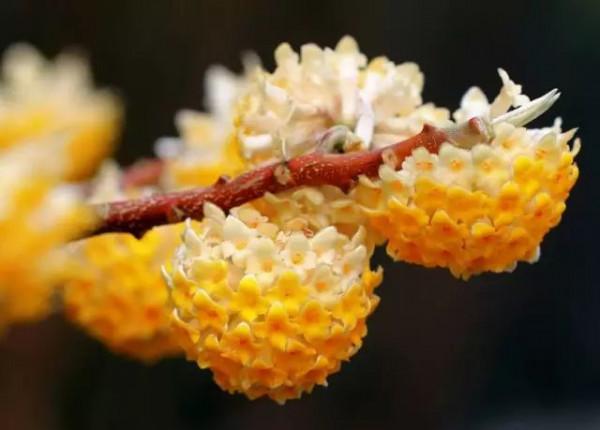 美麗的 結香花 美麗的 結香花